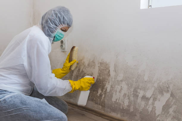 Best Mold Prevention Services  in Shannon, MS